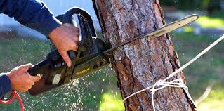 Best Tree Disease Treatment  in Midway South, TX